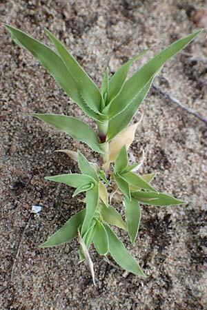 Tragus racemosus \ Traubiges Klettengras / Spike Burr Grass, D Schwetzingen 28.6.2018