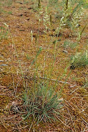 Koeleria glauca \ Blaugrnes Schillergras / Blue Hair Grass, D Jugenheim an der Bergstraße 4.6.2020