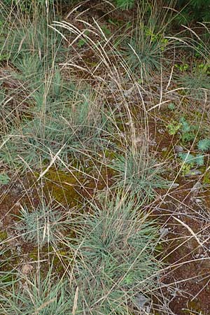 Koeleria glauca \ Blaugrnes Schillergras / Blue Hair Grass, D Lampertheim 27.8.2021