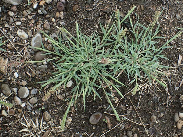 Tragus racemosus \ Traubiges Klettengras / Spike Burr Grass, D Kehl 3.9.2022