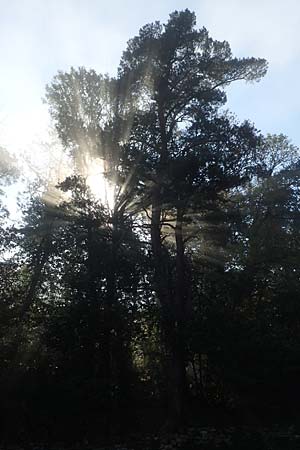 Pinus sylvestris \ Wald-Kiefer / Scot's Pine, D Wachenheim 15.10.2017