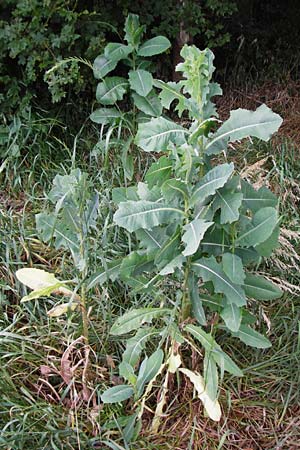 Lactuca serriola \ Kompass-Lattich, Wilder Lattich / Prickly Lettuce, D Östringen-Eichelberg 8.6.2015