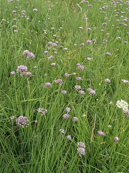 Allium angulosum \ Kanten-Lauch / Angle Onion, D Grettstadt 18.7.2015