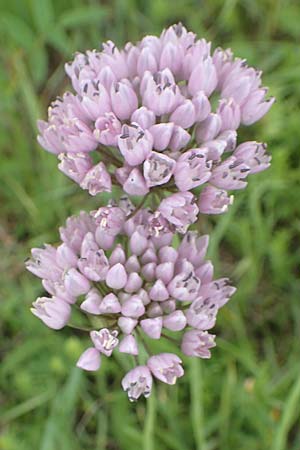 Allium angulosum \ Kanten-Lauch / Angle Onion, D Groß-Gerau 28.7.2017