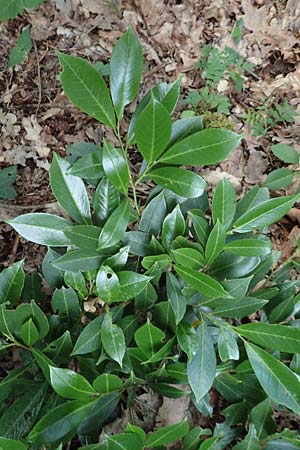 Kalmia angustifolia \ Schmalblttrige Lorbeerrose / Dwarf Mountain Laurel, D Steinfurt 13.6.2019