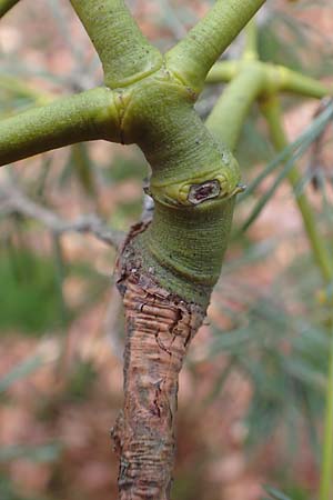 Viscum album subsp. austriacum \ Kiefern-Mistel / Pine Mistletoe, D Reilingen 19.2.2016