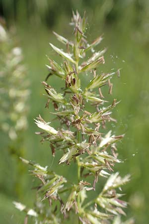 Koeleria pyramidata \ Pyramiden-Kammschmiele / Pyramidal Hair Grass, D Ketsch 21.5.2020