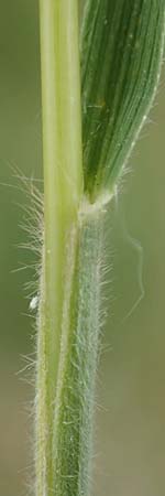 Koeleria macrantha \ Zierliches Schillergras, Steppen-Kammschmiele / Prairie June Grass, D Grünstadt-Asselheim 25.5.2020