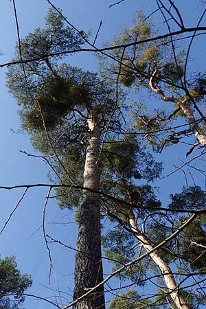 Viscum album subsp. austriacum \ Kiefern-Mistel / Pine Mistletoe, D Mannheim-Pfingstberg 24.3.2021