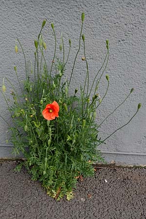 Papaver rhoeas \ Klatsch-Mohn / Common Poppy, D Mannheim 22.5.2021