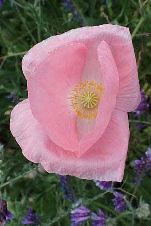 Papaver rhoeas \ Klatsch-Mohn, D Mannheim 3.6.2023