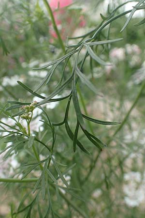 Coriandrum sativum \ Koriander / Coriander Seeds, Cilandro, D Lorsch 25.5.2017