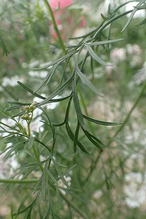 Coriandrum sativum \ Koriander, D Lorsch 25.5.2017