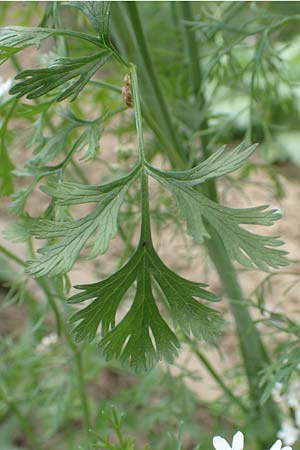 Coriandrum sativum / Coriander Seeds, Cilandro, D Lorsch 25.5.2017