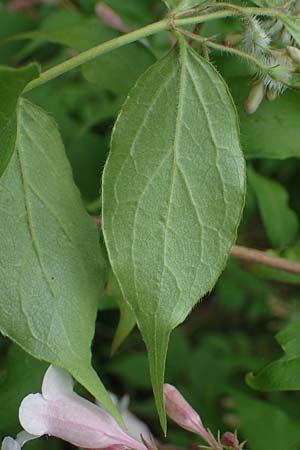 Kolkwitzia amabilis \ Perlmutt-Strauch, Liebliche Kolkwitzie / Beauty Bush, D Sandhausen 14.5.2023