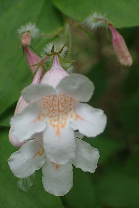 Kolkwitzia amabilis / Beauty Bush, D Sandhausen 14.5.2023