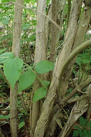 Kolkwitzia amabilis \ Perlmutt-Strauch, Liebliche Kolkwitzie / Beauty Bush, D Sandhausen 14.5.2023