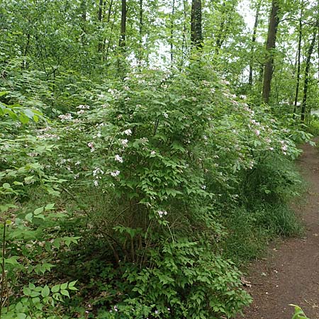 Kolkwitzia amabilis / Beauty Bush, D Sandhausen 14.5.2023