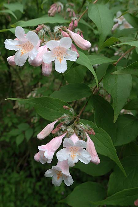 Kolkwitzia amabilis \ Perlmutt-Strauch, Liebliche Kolkwitzie / Beauty Bush, D Sandhausen 14.5.2023