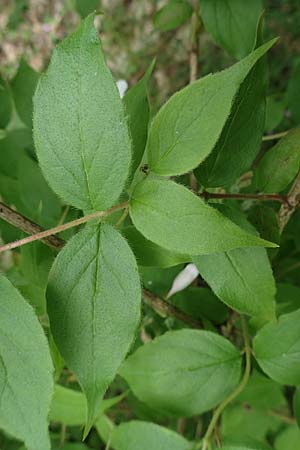 Kolkwitzia amabilis \ Perlmutt-Strauch, Liebliche Kolkwitzie / Beauty Bush, D Sandhausen 14.5.2023