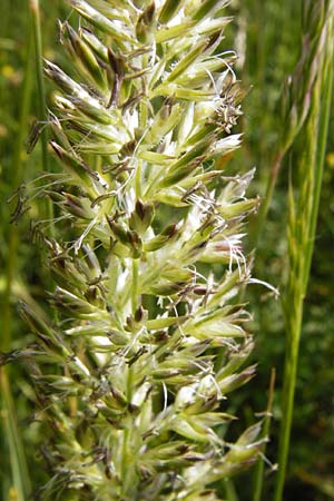 Koeleria pyramidata \ Pyramiden-Kammschmiele / Pyramidal Hair Grass, D Limburg 22.5.2015