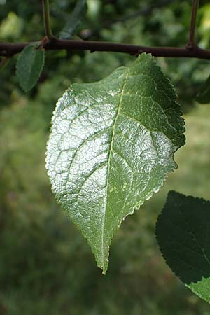 Prunus cerasifera \ Kirschpflaume, D Mannheim 31.8.2021