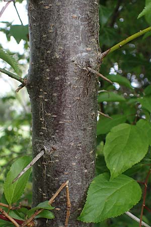 Prunus cerasifera \ Kirschpflaume, D Mannheim 15.4.2023