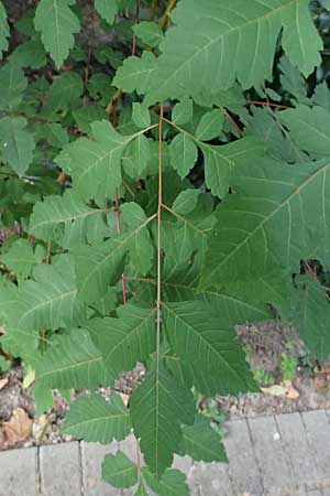 Koelreuteria paniculata \ Rispiger Blasenbaum, Blasen-Esche, D Ludwigshafen 20.9.2023