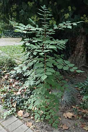 Koelreuteria paniculata \ Rispiger Blasenbaum, Blasen-Esche, D Ludwigshafen 20.9.2023