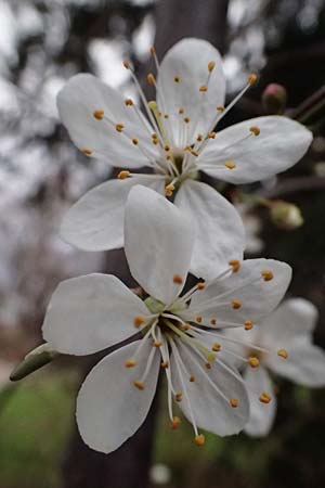 Prunus cerasifera \ Kirschpflaume / Cherry Plum, D Mannheim 19.2.2024