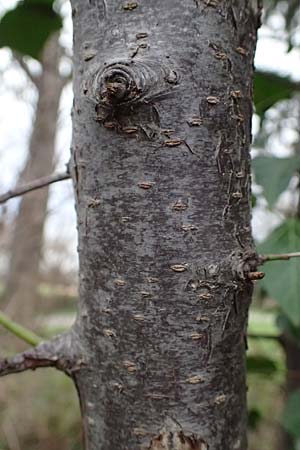 Prunus cerasifera \ Kirschpflaume, D Mannheim 19.2.2024