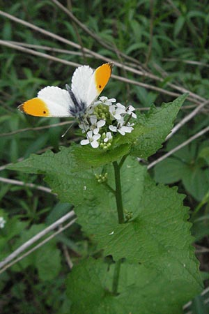 Alliaria petiolata \ Knoblauch-Rauke, Knoblauch-Hederich / Garlic Mustard, D Ketsch 4.5.2006