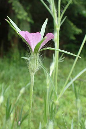 Agrostemma githago \ Korn-Rade / Corn Cockle, D Lonetal bei/near Bissingen 9.6.2016