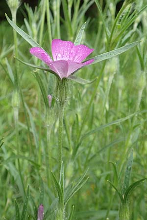 Agrostemma githago / Corn Cockle, D Lonetal near Bissingen 9.6.2016