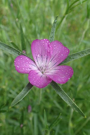 Agrostemma githago \ Korn-Rade, D Lonetal bei Bissingen 9.6.2016