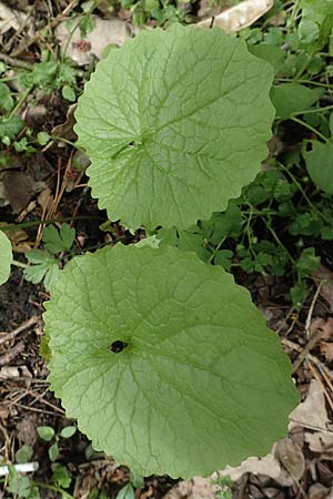 Alliaria petiolata \ Knoblauch-Rauke, Knoblauch-Hederich / Garlic Mustard, D Mannheim 28.4.2019