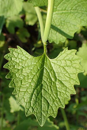 Alliaria petiolata \ Knoblauch-Rauke, Knoblauch-Hederich, D Mannheim 9.4.2020