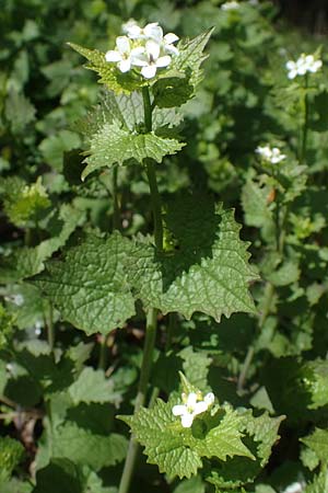 Alliaria petiolata \ Knoblauch-Rauke, Knoblauch-Hederich / Garlic Mustard, D Neuleiningen 22.4.2021