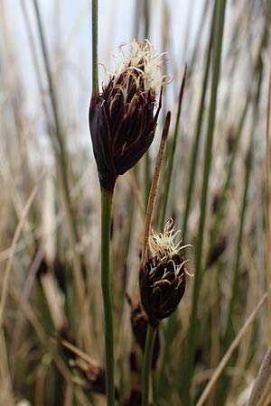 Schoenus nigricans \ Schwrzliche Kopfbinse / Black Bog-Rush, D Neuleiningen 28.5.2021