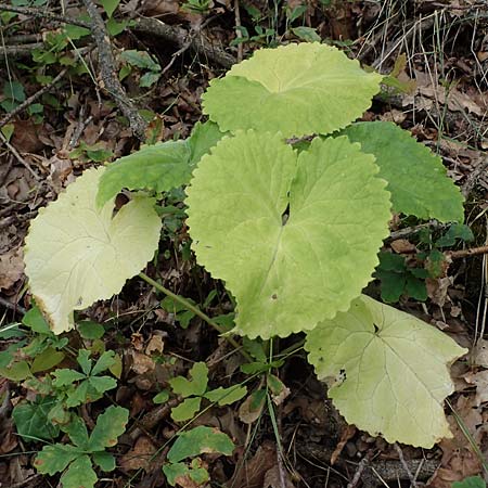 Alliaria petiolata \ Knoblauch-Rauke, Knoblauch-Hederich, D Sandhausen 8.7.2021