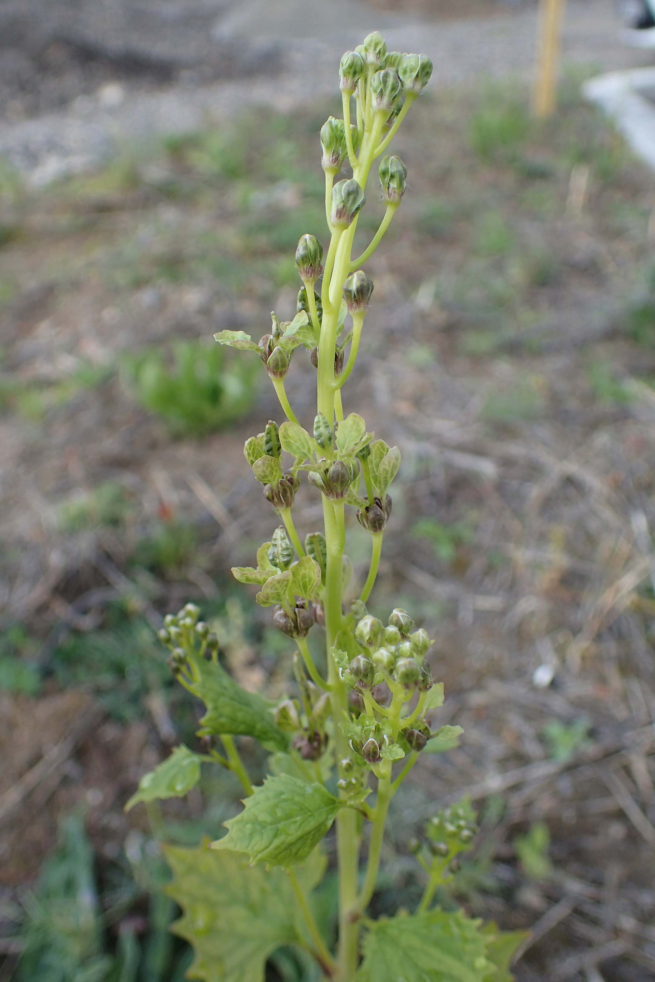 Alliaria petiolata / Garlic Mustard, D Mannheim 26.4.2022