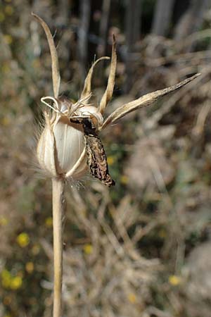 Agrostemma githago \ Korn-Rade / Corn Cockle, D Odenwald, Erbach 17.7.2022