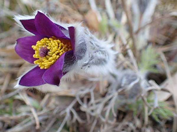 Pulsatilla vulgaris \ Kuhschelle, Khchenschelle / Common Pasque-Flower, D Schwetzingen 25.3.2018