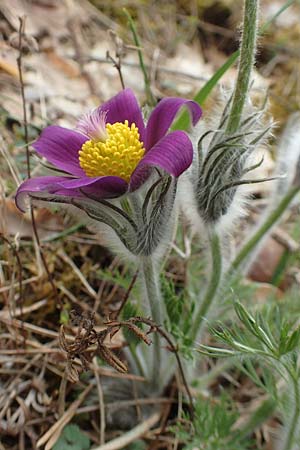 Pulsatilla vulgaris / Common Pasque-Flower, D Schwetzingen 9.4.2018