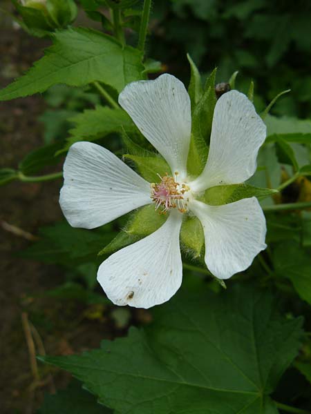 Kitaibela vitifolia \ Scheinmalve, Kitaibelie / Russian Hibiscus, Cedar Cup, D Botan. Gar.  Universit.  Mainz 13.9.2008