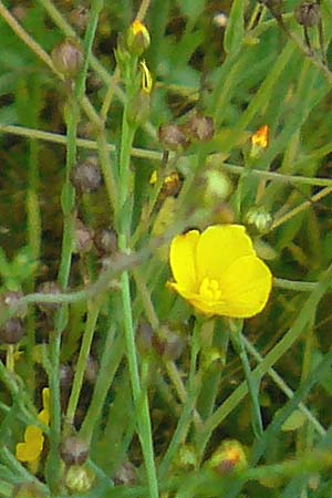 Linum maritimum \ Strand-Lein, D Botan. Gar.  Universit.  Mainz 13.9.2008