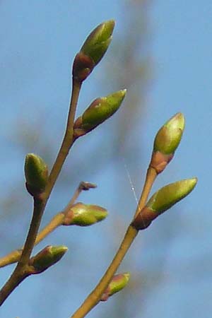 Tilia cordata / Small-Leaved Lime, D Mannheim 10.4.2016