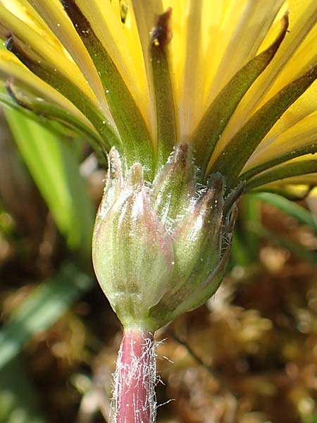 Taraxacum ciliare \ Gewimperter Sumpf-Lwenzahn / Ciliate Marsh Dandelion, D Konstanz 24.4.2018