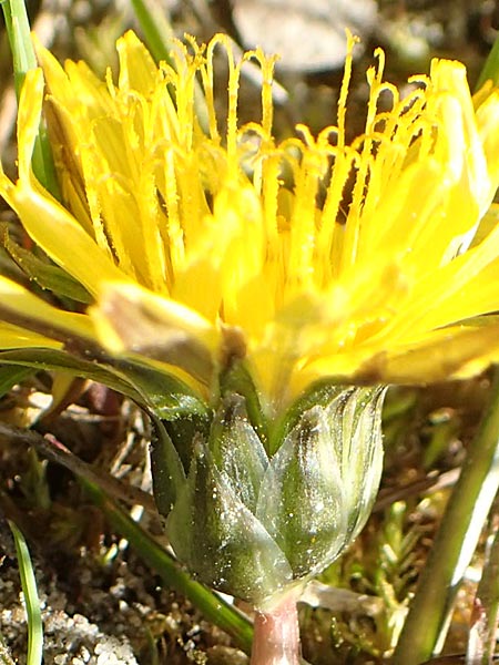 Taraxacum multilepis \ Reichschuppiger Sumpf-Lwenzahn / Many-Scaled Marsh Dandelion, D Konstanz 24.4.2018