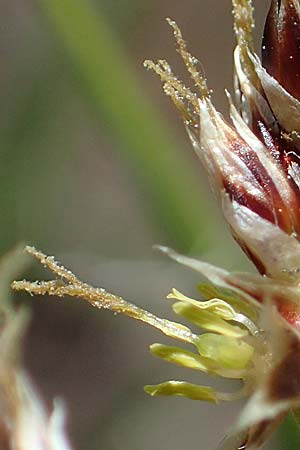 Luzula multiflora \ Vielbltige Hainsimse, D Zwingenberg an der Bergstraße 15.4.2022